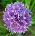Chives